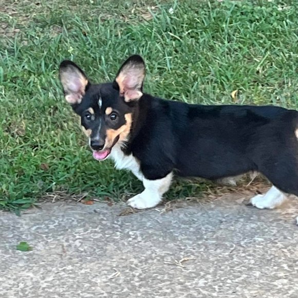 Meet your Posher, Hannah, Daisy, Rocky, Baxter(RIP) and Logan (RIP) - Picture 7 of 14